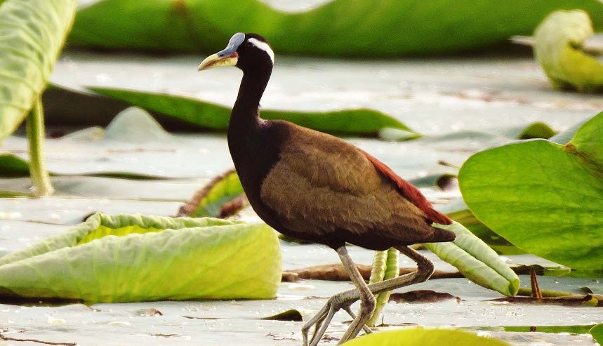 Parvati Arga Wildlife Sanctuary